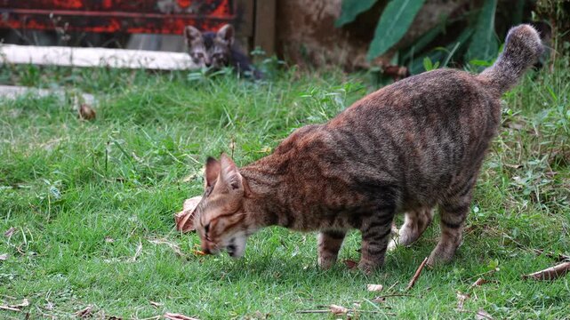 A brown tabby cat sniffing green grass in a natural garden environment. This outdoor feline explores the backyard lawn while another kitten is seen blurred in the background during the day.
