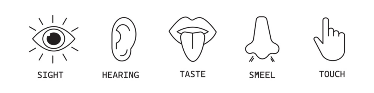 Human sense five types. Vision through eye, smell with nose, taste with tongue. Symbols Drawn icon. Isolated flat vector illustration on white background