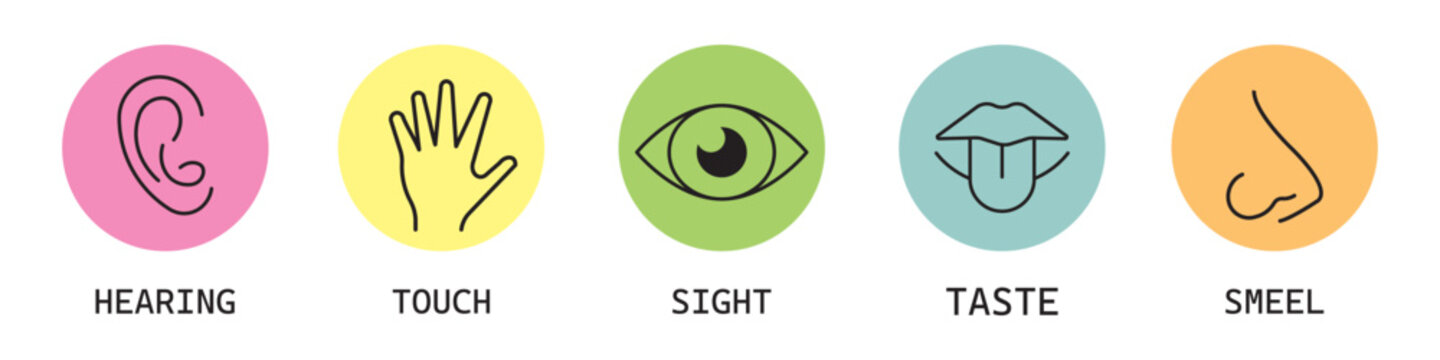 Human sense five types. Vision through eye, smell with nose, taste with tongue. Symbols Drawn icon. Isolated flat vector illustration on white background