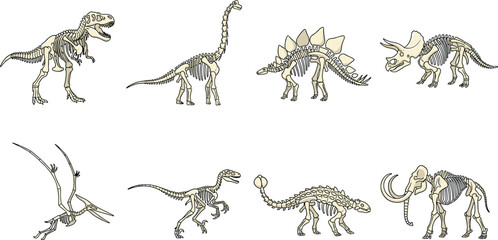 Prehistoric Dinosaur Skeleton Vector Illustration Set with T-Rex Brachiosaurus Stegosaurus Triceratops Pterodactyl Raptor Ankylosaurus and Mammoth Fossils for Paleontology Museum Displays © MdMahfizur