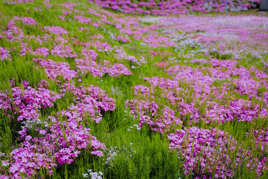 Pink moss phlox flowers field blooming at Takinoue Shibazakura Park in Takinoue, Hokkaido, Japan