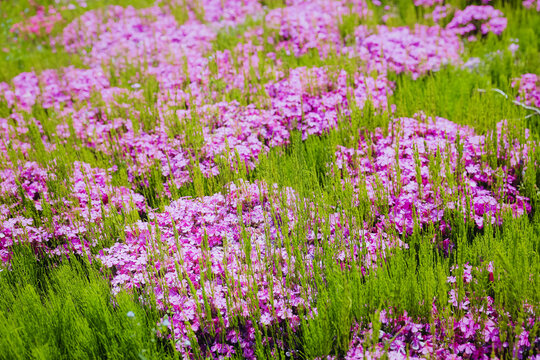 Pink moss phlox flowers field blooming at Takinoue Shibazakura Park in Takinoue, Hokkaido, Japan