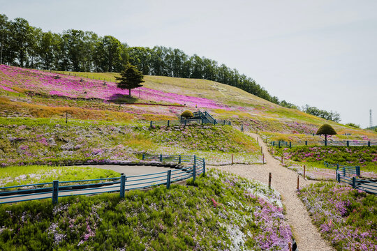 Pink moss phlox flowers field blooming at Takinoue Shibazakura Park in Takinoue, Hokkaido, Japan
