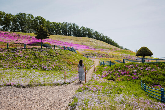 Pink moss phlox flowers field blooming at Takinoue Shibazakura Park in Takinoue, Hokkaido, Japan