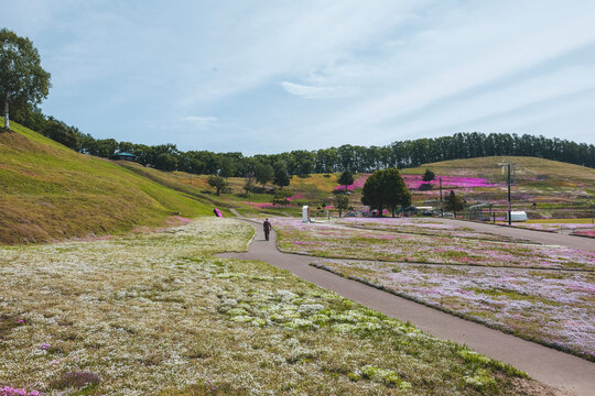 Pink moss phlox flowers field blooming at Takinoue Shibazakura Park in Takinoue, Hokkaido, Japan