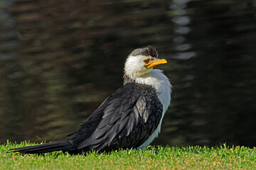 Obraz premium A little pied cormorant (Microcarbo melanoleucos) perched on land, South Australia