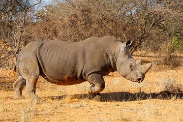 An endangered white rhinoceros (Ceratotherium simum) standing in natural habitat, South Africa © EcoView