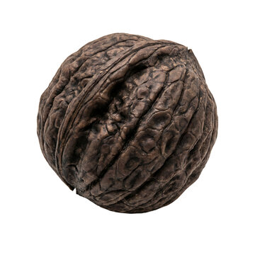 Fresh Black Walnut Shell Isolated On Transparent Background