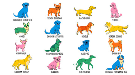 Obraz premium Set of colorful dog breed illustrations with labels on a white background