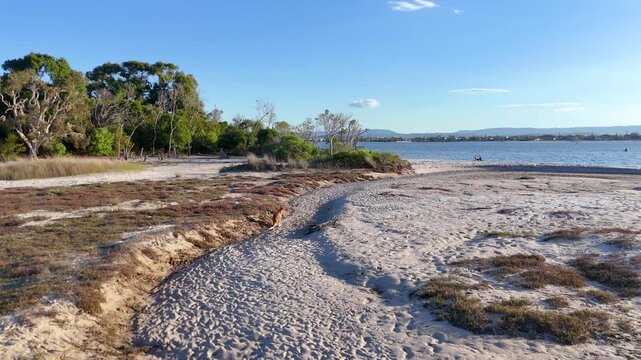 Wallaby Hopping Along Sandy Coastal Trail Toward the Water