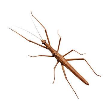 Brown Walking Insect Standing On Plain White Background