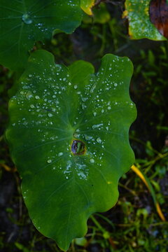 Close-up of a lone dewdrop on a fresh green botanical leaf against a blurred natural background