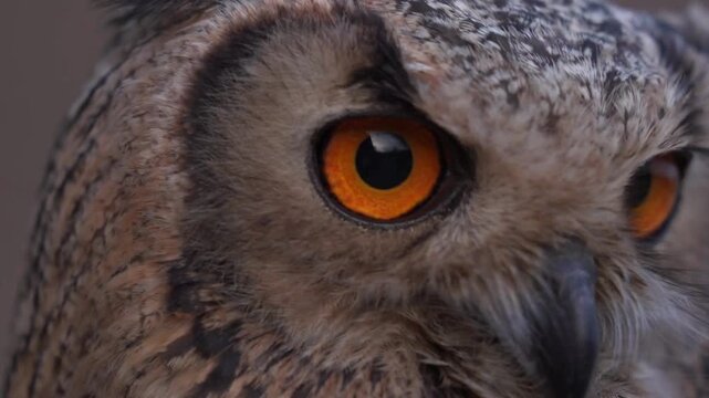 Eagle owl close up with bright orange eyes, majestic nocturnal bird of prey, detailed feather texture and intense gaze