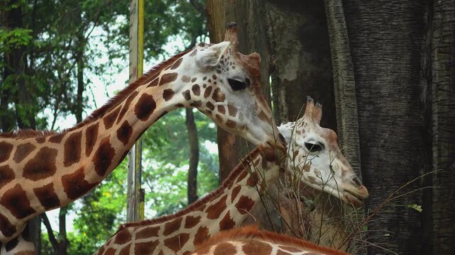 Two majestic giraffes eating dry tree branches in a sunny zoo enclosure with lush greenery, showcasing wildlife conservation and natural herbivore behavior.