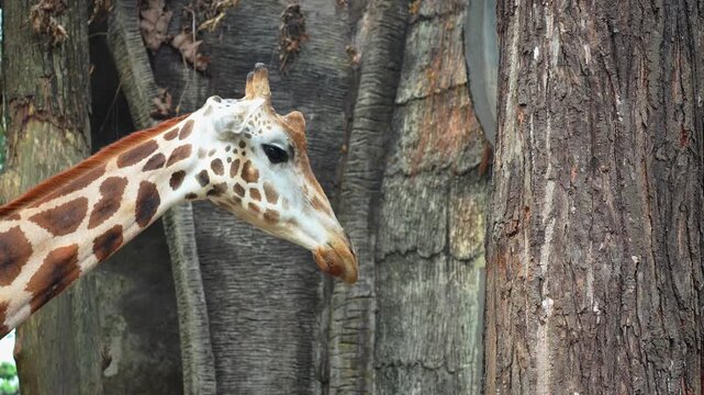 Detailed close-up of a giraffe's head and neck featuring its unique orange-brown spotted pattern as it moves gracefully near a large tree trunk in a professional zoo enclosure setting.