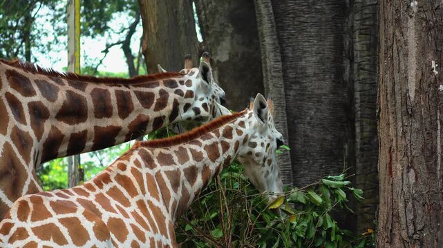 Two giraffes feeding on green tree leaves in a sunny outdoor habitat, displaying distinct spotted patterns and natural grazing behavior in a safari park or zoo environment.