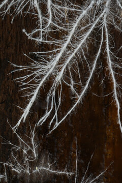 Intricate White Mycelium Network Spreads Over Dark Decaying Wood