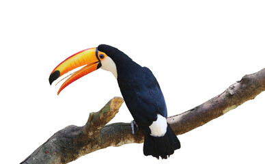 Toucan bird on branch, isolated as element © Siyue