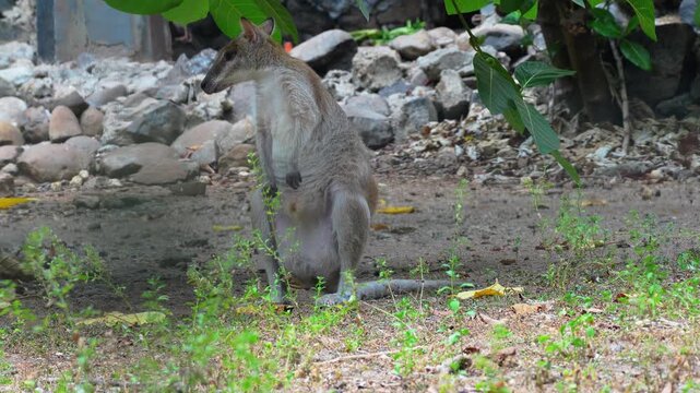 Alert small wallaby standing in natural outdoor habitat. Agile macropod species in rocky environment with green plants and dirt ground during daylight, representative of Australian fauna.