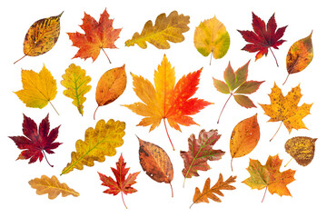 Fototapeta na wymiar Autumn leaves with natural color patterns isolated transparent png
