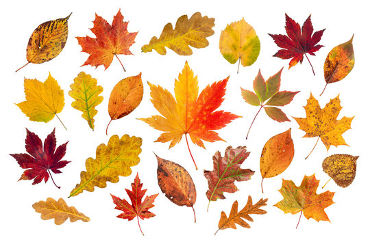 Autumn leaves with natural color patterns isolated transparent png