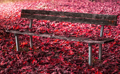 Obraz premium An old wooden bench immersed in a soft and suggestive carpet of red autumn leaves