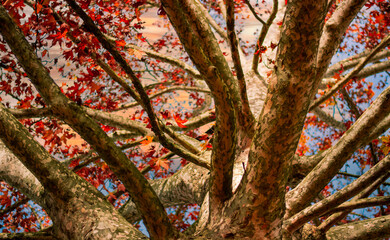 Obraz premium The majestic natural architecture of the tree that opens upwards revealing warm shades of the cold season