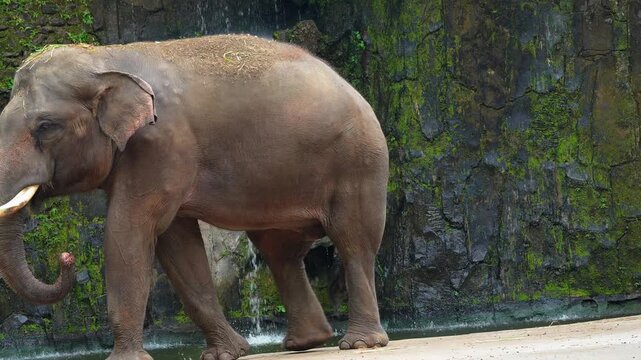 Side profile of an adult Asian elephant walking near a mossy rock wall and waterfall in a zoo enclosure or wildlife sanctuary.