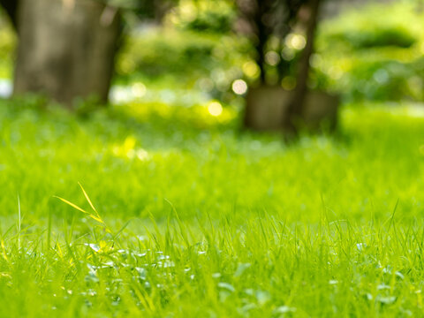 Sunlit Green Grass Meadow with Small Wildflower Stem and Soft Bokeh