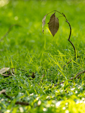 Single Dried Leaf Hanging from Bent Twig Above Green Grass