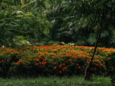 Blooming Orange Ixora Shrub in Tropical Garden During Rainfall