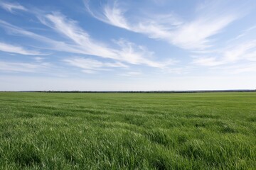 Fototapeta premium The Green Field Under a Wide Blue Sky with a Distant Horizon