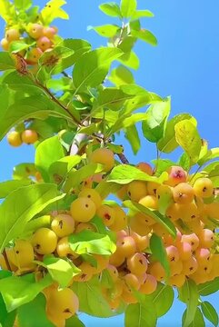 Golden Yellow Crabapple Clusters 