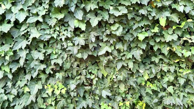 Green ivy wall leaves background close up macro concept for ecology, environmental protection, organic texture, natural botanical pattern, eco friendly wallpaper, copy space, and fresh plant cover. 4k