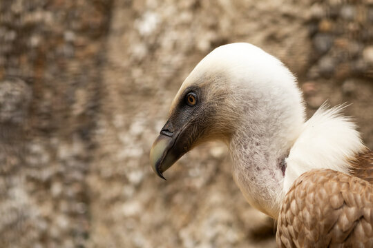 Griffon vulture Gyps fulvus portrait with powerful hooked beak, raptor plumage and natural background