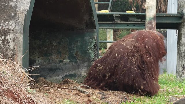 Adult Bornean orangutan with long shaggy reddish hair foraging near a shelter in a zoo enclosure environment, showcasing its thick fur and natural behavior in captivity.