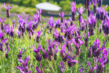 Obraz premium Close-Up of French Lavender Flowers at Lavender Park Taka