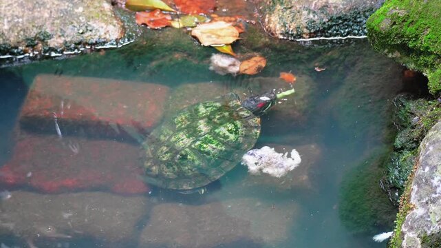 Red-eared slider turtle swimming in a peaceful pond with mossy rocks and fallen leaves, natural aquatic wildlife scene in a clear garden environment.