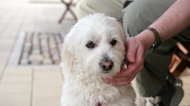 Owner gently petting and cuddling a small white Maltipoo dog outdoors during a walk. The affectionate dog enjoys attention in a peaceful outdoor setting