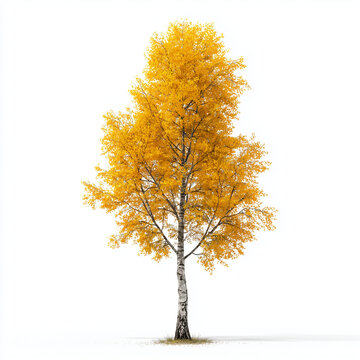 Yellow Autumn Birch Tree Fall Leaves Isolated on White Background