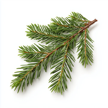 Spruce Conifer Branch Green Needles Isolated on White Background