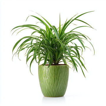 Potted Spider Plant Chlorophytum Indoor Houseplant Isolated on White Background