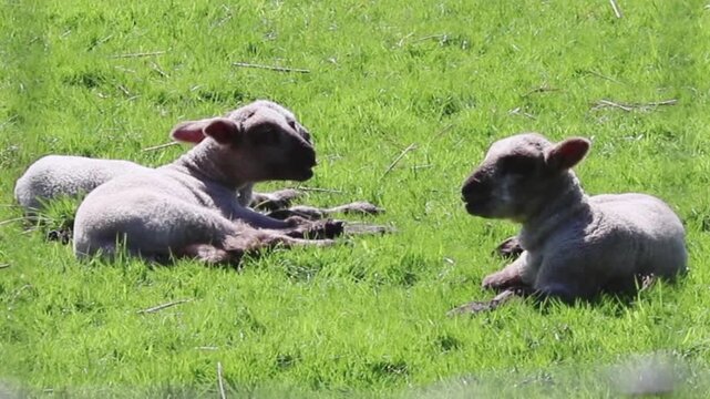 Two small lambs resting and lying on green pasture grass sheep meadow field young sheep farm animals sheep meadow field young