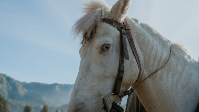 White horse with blue eye wearing bridle standing outdoors