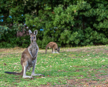 Eastern grey kangaroo standing on green grass