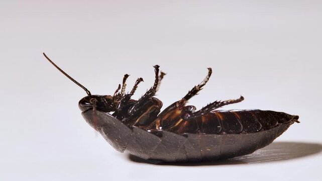 A lifeless cockroach, flipped onto its back with legs extended in the air, meticulously captured against a stark white studio background