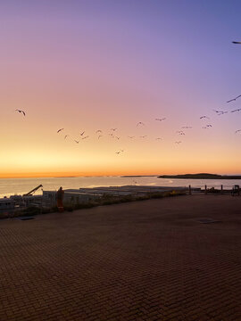 Birds flying over ocean during colorful sunset