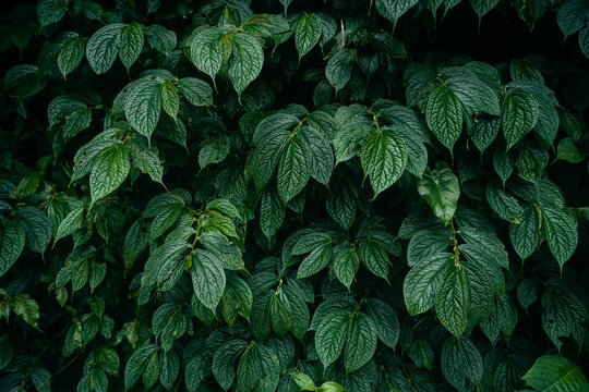 Lush Green Leaves Texture in Tropical Forest