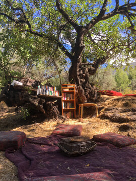 Outdoor reading nook under a large tree