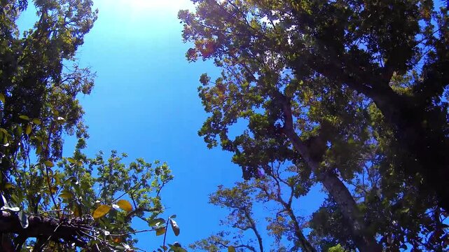 trees and sky. sun. time lapse